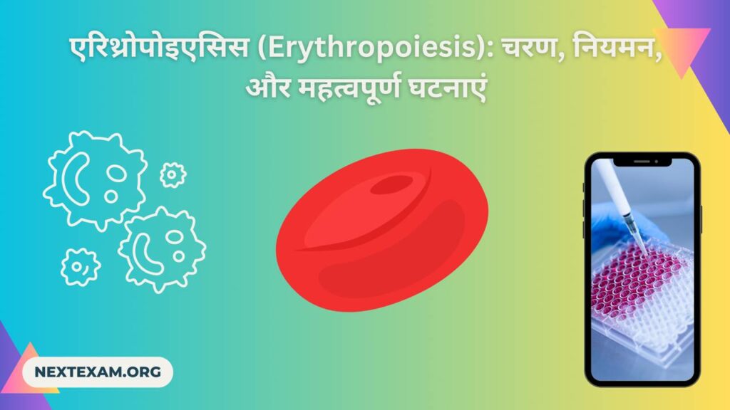 एरिथ्रोपोइएसिस (Erythropoiesis)