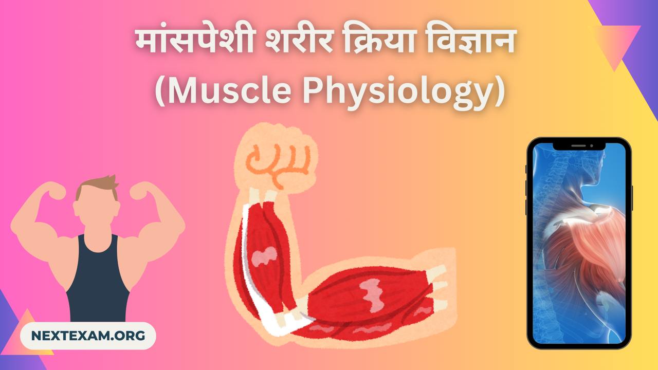 मांसपेशी शरीर क्रिया विज्ञान (Muscle Physiology)